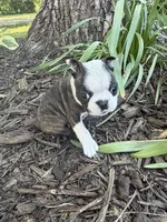 Chloe, a female Boston Terrier for sale in Fredonia, KS – 10 of 10