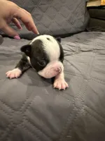 Chip, a male Boston Terrier for sale in Fredonia, KS – 6 of 9