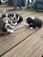 Scarlett, a female Boston Terrier for sale in Fredonia, KS – 6 of 10