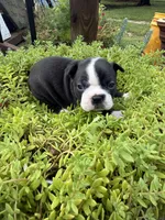 Sasha, a female Boston Terrier for sale in Fredonia, KS – 9 of 10
