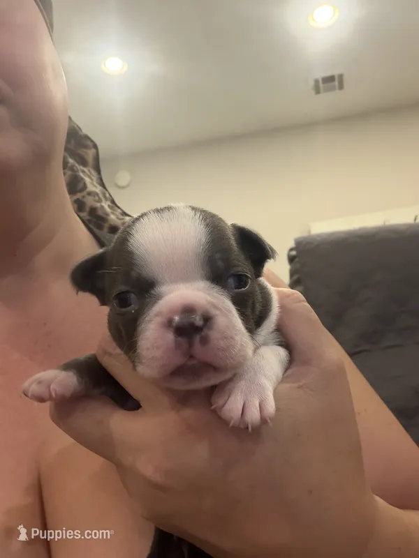 Cobalt – Boston Terrier puppy for sale in Fredonia, KS