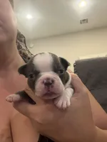 Cobalt, a male Boston Terrier for sale in Fredonia, KS – 1 of 10