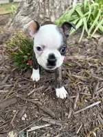 Gucci, a male Boston Terrier for sale in Fredonia, KS – 3 of 8