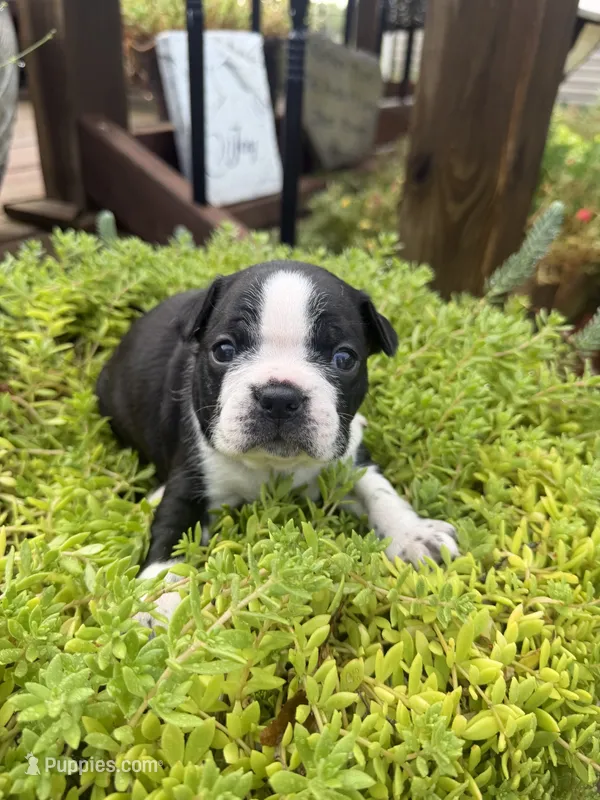 Sprinkles  – Boston Terrier puppy for sale in Fredonia, KS