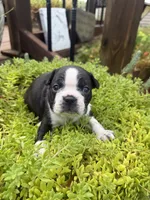 Sprinkles , a female Boston Terrier for sale in Fredonia, KS – 1 of 10
