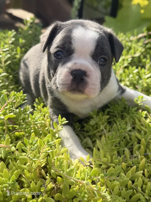 Azul – Boston Terrier puppy for sale in Fredonia, KS