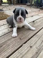 Slate, a male Boston Terrier for sale in Fredonia, KS – 7 of 8