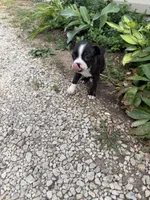 Chanel, a female Boston Terrier for sale in Fredonia, KS – 10 of 10