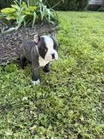 Fendi, a male Boston Terrier for sale in Fredonia, KS – 8 of 8