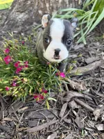 Fendi, a male Boston Terrier for sale in Fredonia, KS – 5 of 8