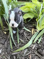 Fendi, a male Boston Terrier for sale in Fredonia, KS – 2 of 8