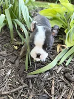 Fendi, a male Boston Terrier for sale in Fredonia, KS – 3 of 8