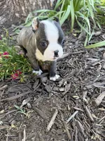 Fendi, a male Boston Terrier for sale in Fredonia, KS – 6 of 8