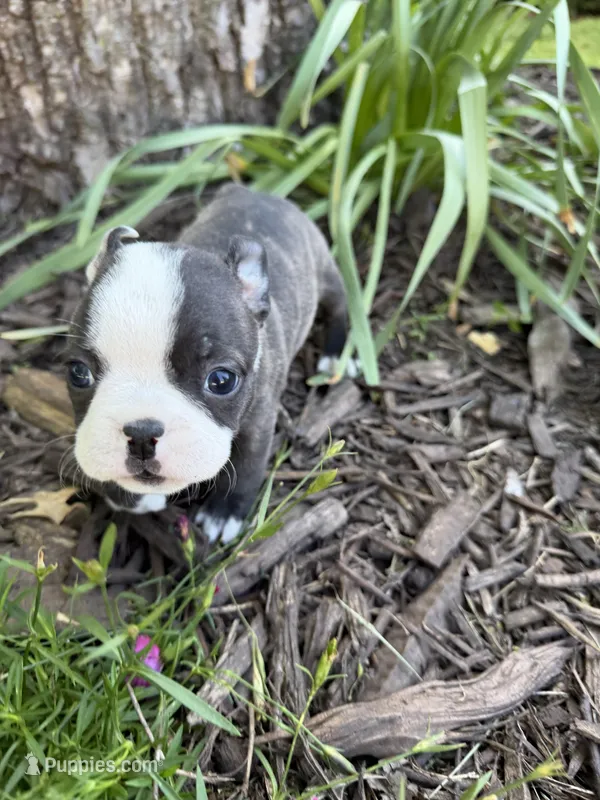 Fendi – Boston Terrier puppy for sale in Fredonia, KS