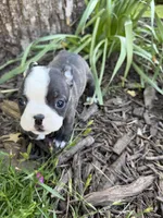 Fendi, a male Boston Terrier for sale in Fredonia, KS – 1 of 8