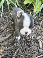 Fendi, a male Boston Terrier for sale in Fredonia, KS – 4 of 8