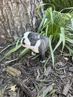 Fendi, a male Boston Terrier for sale in Fredonia, KS – 7 of 8