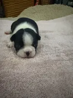 Maggie, a female Boston Terrier for sale in Fredonia, KS – 3 of 6