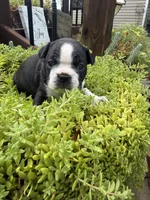 Sprinkles , a female Boston Terrier for sale in Fredonia, KS – 6 of 10