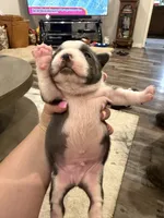 Azul, a male Boston Terrier for sale in Fredonia, KS – 3 of 10