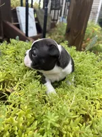 Sophia, a female Boston Terrier for sale in Fredonia, KS – 5 of 10