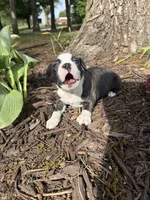 Dior, a female Boston Terrier for sale in Fredonia, KS – 6 of 8