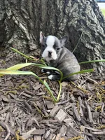 Fendi, a male Boston Terrier for sale in Fredonia, KS – 5 of 8