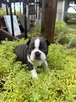 Sophia, a female Boston Terrier for sale in Fredonia, KS – 6 of 10