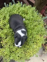 Sophia, a female Boston Terrier for sale in Fredonia, KS – 9 of 10