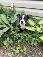 Chanel, a female Boston Terrier for sale in Fredonia, KS – 7 of 10