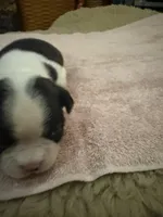 Bessie, a female Boston Terrier for sale in Fredonia, KS – 7 of 10