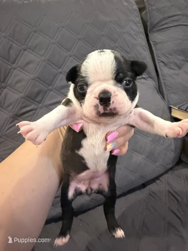 Cookie – Boston Terrier puppy for sale in Fredonia, KS