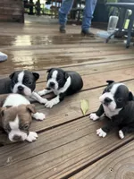 Sprinkles , a female Boston Terrier for sale in Fredonia, KS – 3 of 10