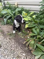 Chanel, a female Boston Terrier for sale in Fredonia, KS – 9 of 10