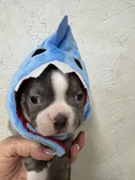 Sky, a female Boston Terrier for sale in Fredonia, KS – Photo 2 of 10