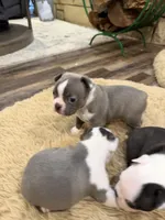 Sky, a female Boston Terrier for sale in Fredonia, KS – Photo 7 of 10