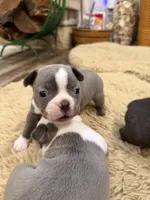 Sky, a female Boston Terrier for sale in Fredonia, KS – Photo 4 of 10