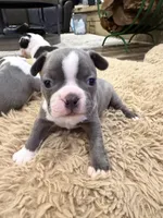 Sky, a female Boston Terrier for sale in Fredonia, KS – Photo 3 of 10