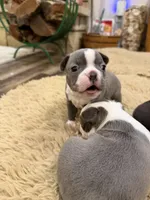 Sky, a female Boston Terrier for sale in Fredonia, KS – Photo 6 of 10