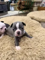 Sky, a female Boston Terrier for sale in Fredonia, KS – Photo 10 of 10