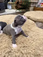 Sky, a female Boston Terrier for sale in Fredonia, KS – Photo 8 of 10