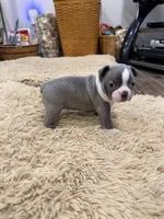 Sky, a female Boston Terrier for sale in Fredonia, KS – Photo 9 of 10