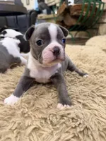 Sky, a female Boston Terrier for sale in Fredonia, KS – Photo 5 of 10