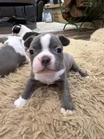 Sky, a female Boston Terrier for sale in Fredonia, KS – Photo 1 of 10