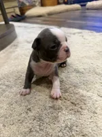 Cobalt, a male Boston Terrier for sale in Fredonia, KS – 9 of 10