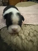 Bessie, a female Boston Terrier for sale in Fredonia, KS – 6 of 10