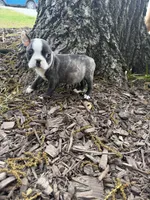 Fendi, a male Boston Terrier for sale in Fredonia, KS – 4 of 8