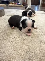 Cookie, a female Boston Terrier for sale in Fredonia, KS – 6 of 8