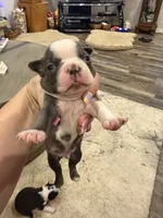 Cobalt, a male Boston Terrier for sale in Fredonia, KS – 8 of 10