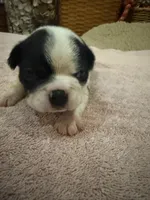 Bandit, a male Boston Terrier for sale in Fredonia, KS – 3 of 7